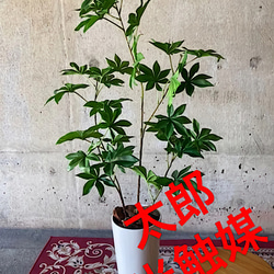 光触媒 人工観葉植物 ウォールグリーン フェイクグリーン ガジュマル