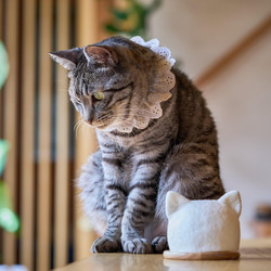 【限時】波斯菊小貓燈籠 第13張的照片