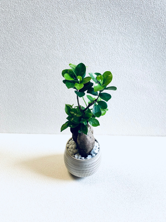 ②1点物現品販売！登り龍仕立てのパンダガジュマル・陶器鉢入り ②1点物現品販売！登り龍仕立てのパンダガジュマル・陶器鉢入り