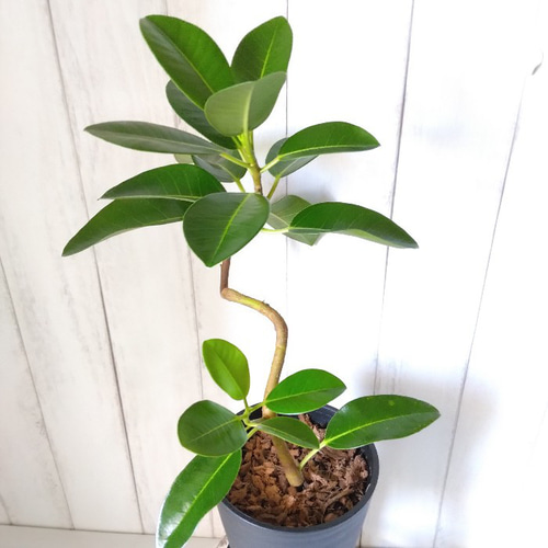 現品】フランスゴム曲がり① 人気フィカス観葉植物 ゴムの木 個性的な