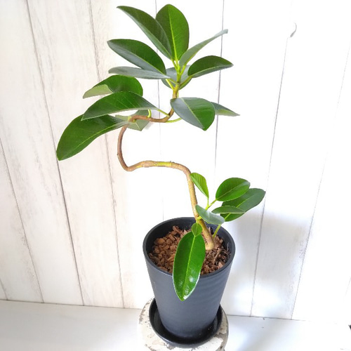 現品】フランスゴム曲がり① 人気フィカス観葉植物 ゴムの木
