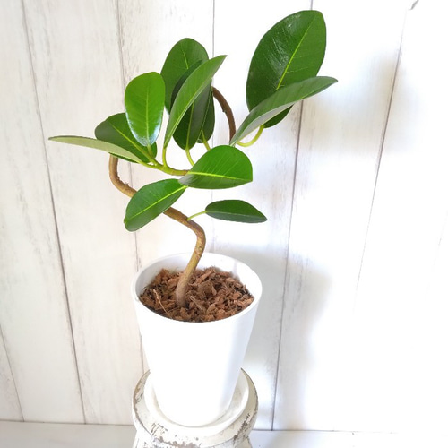 現品】フランスゴム曲がり 人気フィカス観葉植物 ゴムの木 個性