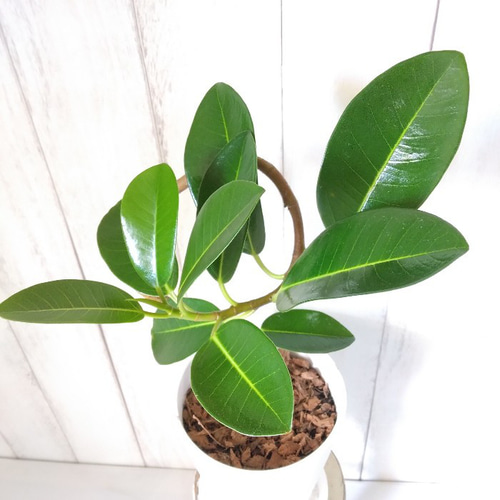 現品】フランスゴム曲がり 人気フィカス観葉植物 ゴムの木 個性的な樹