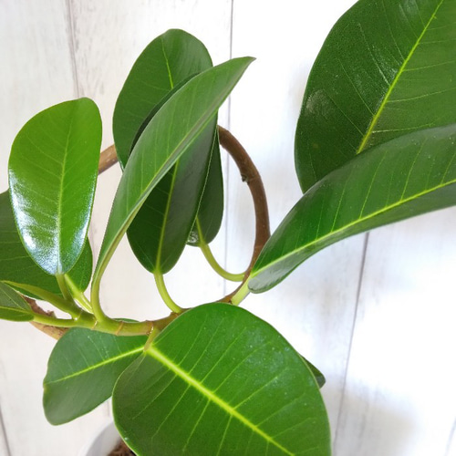 現品】フランスゴム曲がり 人気フィカス観葉植物 ゴムの木 個性的な樹