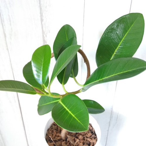 現品】フランスゴム曲がり 人気フィカス観葉植物 ゴムの木 個性的な樹