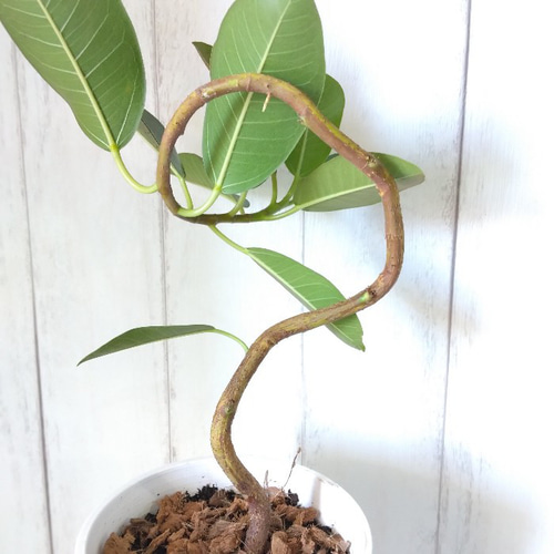 現品】フランスゴム曲がり 人気フィカス観葉植物 ゴムの木 個性的な樹