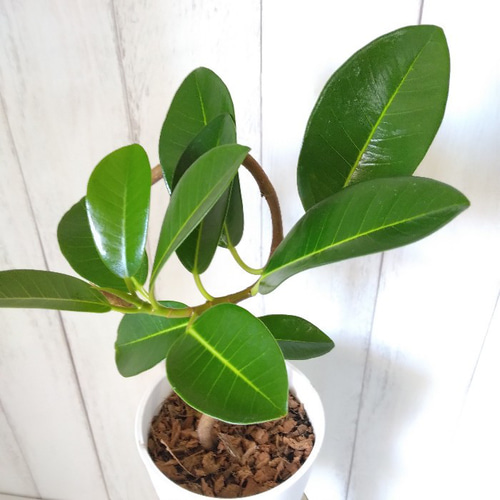 現品】フランスゴム曲がり 人気フィカス観葉植物 ゴムの木 個性的な樹