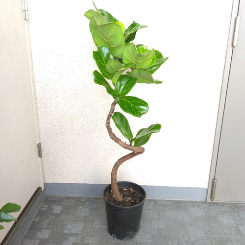 現品】カシワゴム バンビーノ曲がり ゴムの木 大型観葉植物