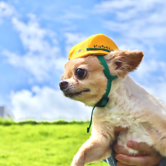小型犬＆猫用やわらかヘルメット風帽子【名入れできる！】チワワやトイプードルにピッタリなおもしろコスプレ帽子 13枚目の画像