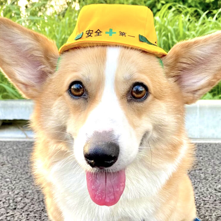 中型犬用やわらかヘルメット風帽子【名入れできる！】コーギーや柴犬のおもしろコスプレ帽子