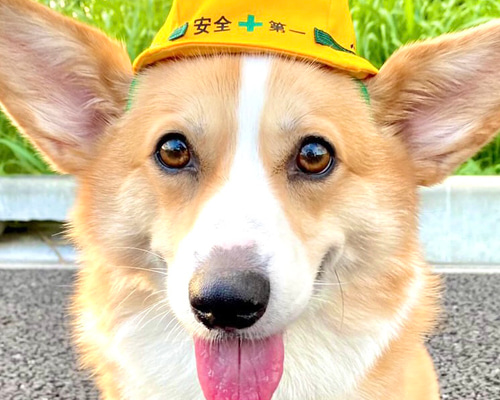コーギーコーギー軍帽 Corgi-Corgi 軍帽 Corgi Baseball Hat