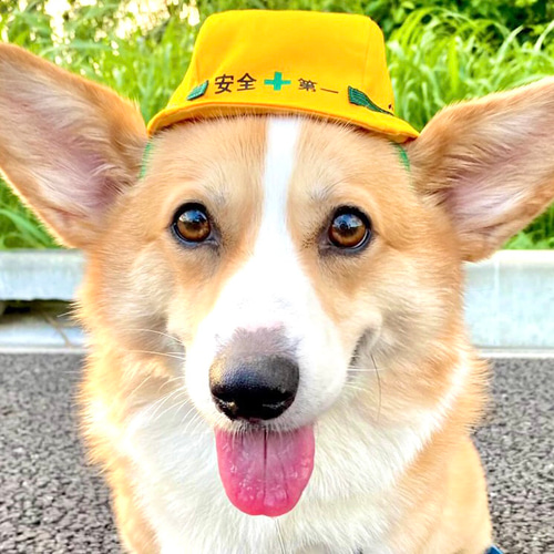 中型犬用やわらかヘルメット風帽子【名入れできる！】コーギーや柴犬の 