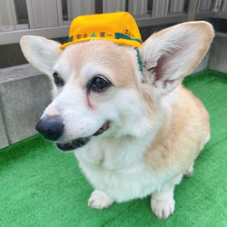 中型犬用やわらかヘルメット風帽子【名入れできる！】コーギーや柴犬のおもしろコスプレ帽子 13枚目の画像