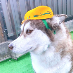 大型犬用やわらかヘルメット風帽子【名入れできる！】建築会社の看板犬に！ 10枚目の画像
