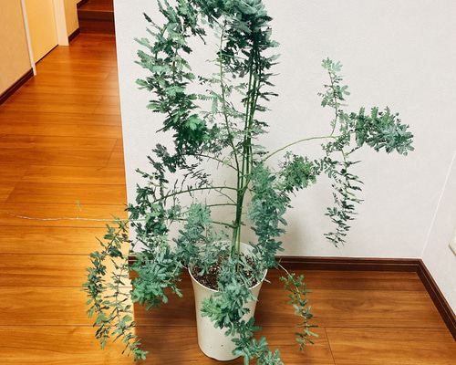 2518bdc9b4cd4721febe4ab075337f