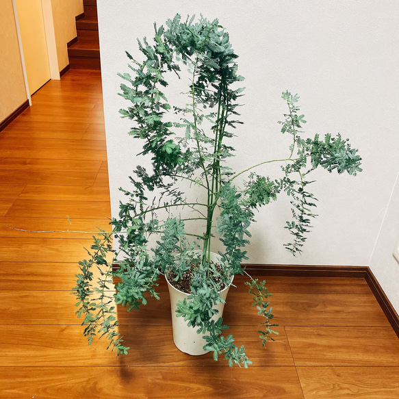 在庫］ 銀葉アカシア ミモザアカシア 観葉植物 屋外 ミモザ おしゃれ