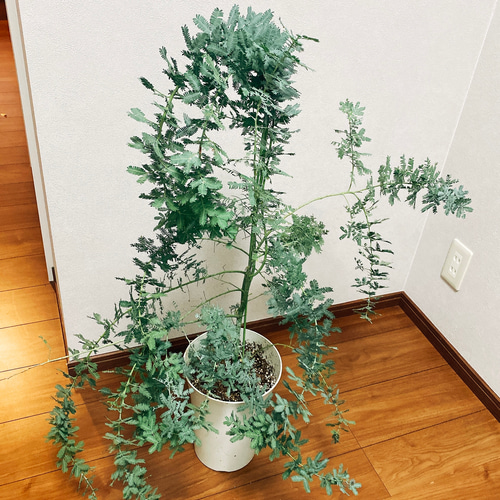 在庫］ 銀葉アカシア ミモザアカシア 観葉植物 屋外 ミモザ おしゃれ