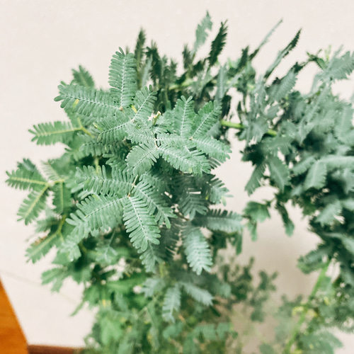 在庫］ 銀葉アカシア ミモザアカシア 観葉植物 屋外 ミモザ おしゃれ