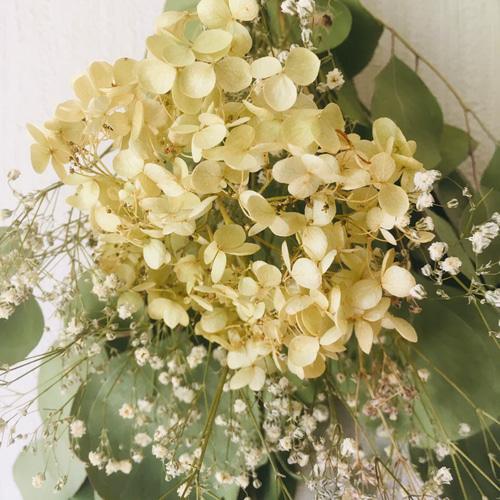 アナベルとユーカリドライフラワー(ポポラスとシルバーダラー)スワッグや花材にも ドライフラワー スワッグ ユーカリポポラス カスミソウと