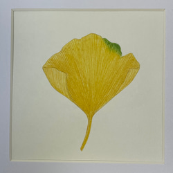 送料無料　額装　ボタニカルアート　原画　手書き　木の実　木の葉カエデ　ドングリ　イチョウ　植物 4枚目の画像