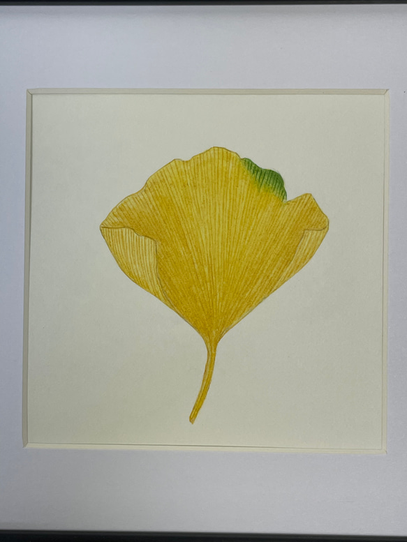 送料無料　額装　ボタニカルアート　原画　手書き　木の実　木の葉カエデ　ドングリ　イチョウ　植物 4枚目の画像