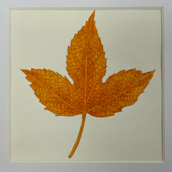 送料無料　額装　ボタニカルアート　原画　手書き　木の実　木の葉カエデ　ドングリ　イチョウ　植物 2枚目の画像
