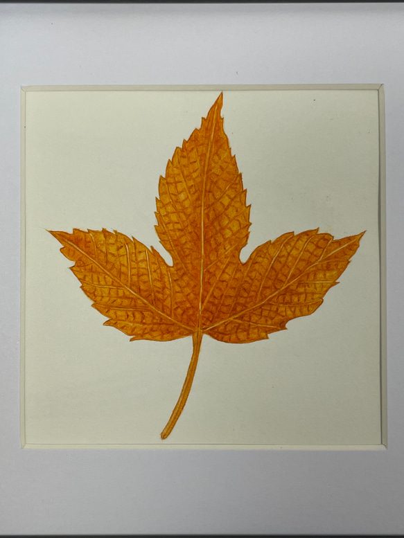 送料無料　額装　ボタニカルアート　原画　手書き　木の実　木の葉カエデ　ドングリ　イチョウ　植物 2枚目の画像