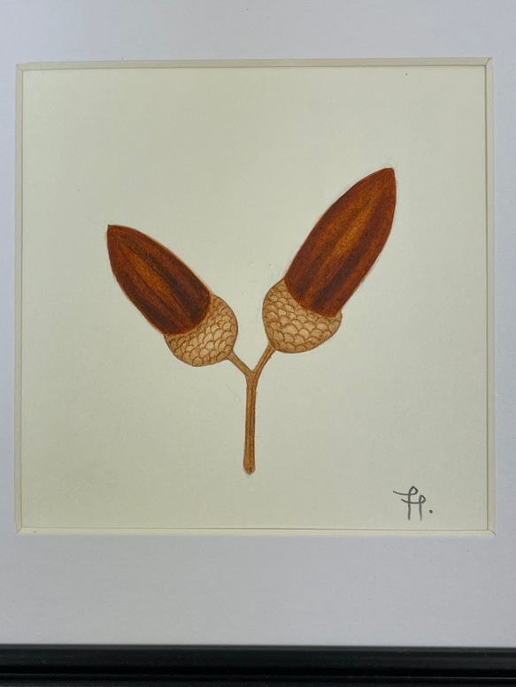 送料無料　額装　ボタニカルアート　原画　手書き　木の実　木の葉カエデ　ドングリ　イチョウ　植物 3枚目の画像