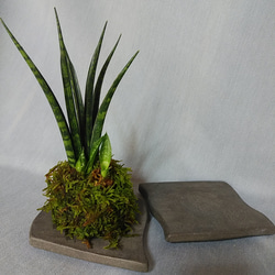 苔玉の器　陶器の植物器 1枚目の画像