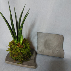 苔玉の器　陶器の植物器 3枚目の画像