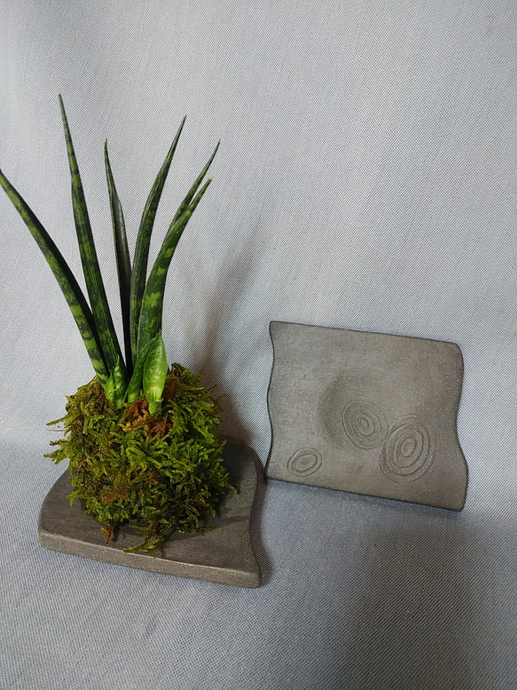 苔玉の器　陶器の植物器 3枚目の画像