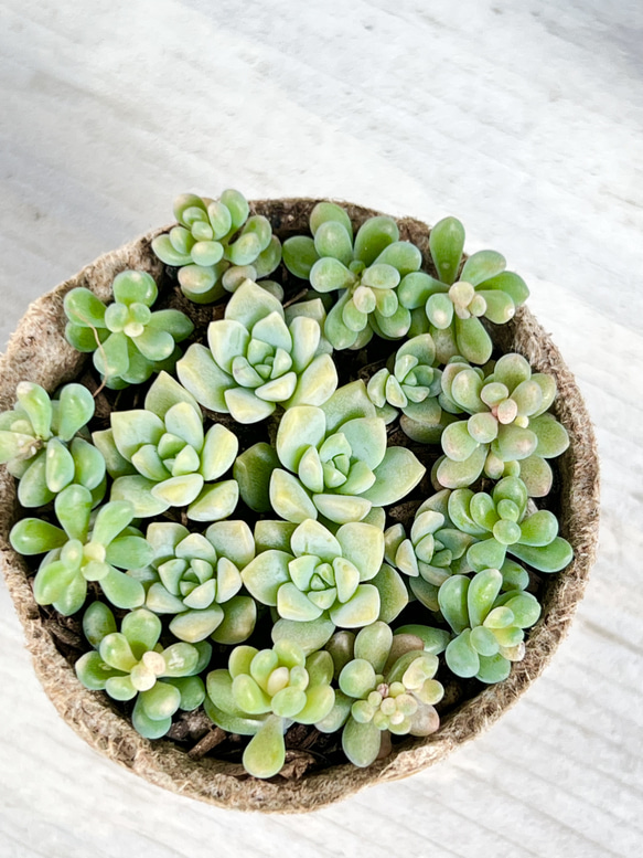 多肉植物プロリフェラ錦韓国苗プロリフィカ錦