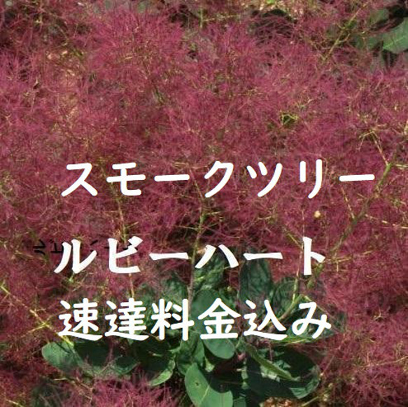 速達料金込みスモークツリー　ルビーハート　２００㎝ほどの矮性種　初夏と秋も開花 　コンテナ栽培も 1枚目の画像