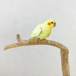 【流木の止まり木】高さ約73cm！鳥 インコ 使いやすい2又の止まり木 3枚目の画像