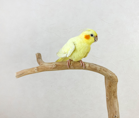 【流木の止まり木】高さ約73cm！鳥 インコ 使いやすい2又の止まり木 3枚目の画像