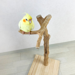 【流木の止まり木】高さ約73cm！鳥 インコ 使いやすい2又の止まり木 4枚目の画像