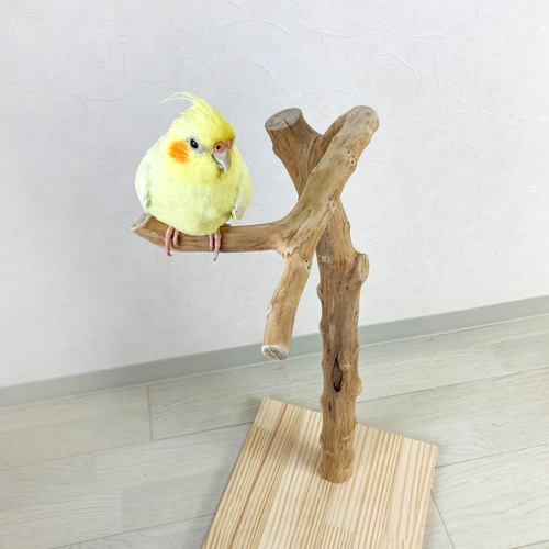 流木止まり木】適度な高さとたくさんの枝でアレンジを楽しめる