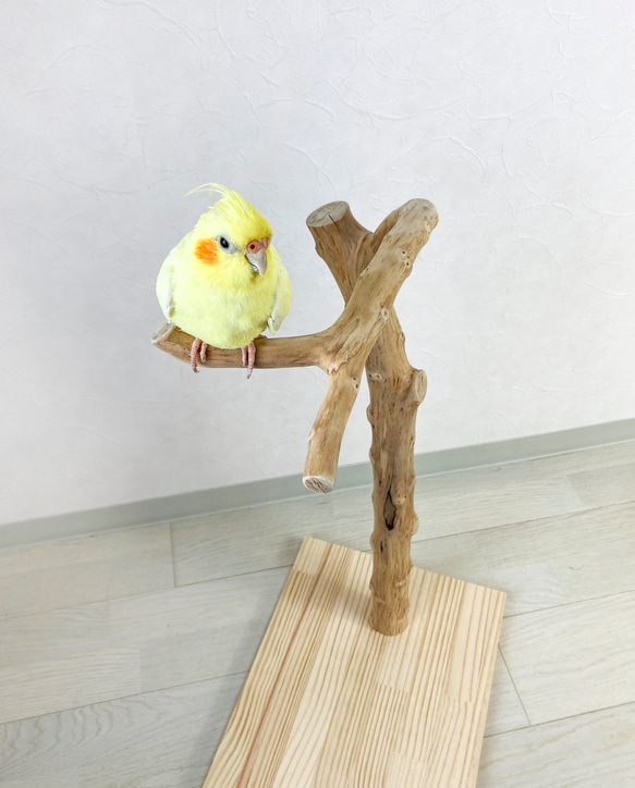 【流木の止まり木】高さ約73cm！鳥 インコ 使いやすい2又の止まり木 4枚目の画像