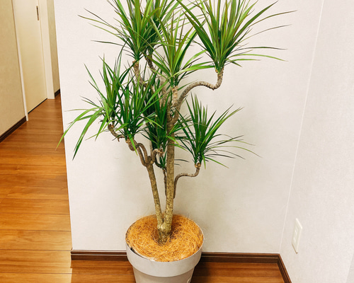 ［現品］F1 ドラセナコンシンネ　観葉植物　大型　室内　黒　鉢カバー付　一点物 現品］F1 ドラセナコンシンネ 観葉植物 大型 室内 黒 鉢カバー付