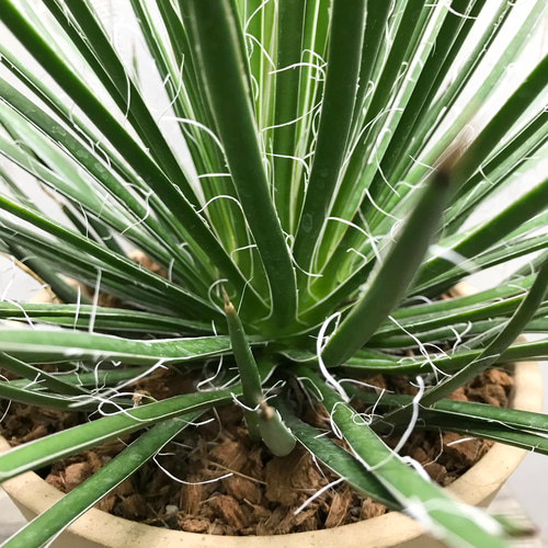 Agave geminiflora アガベ ジェミニフローラ テラコッタ その他