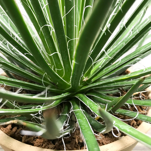 Agave geminiflora アガベ ジェミニフローラ テラコッタ その他