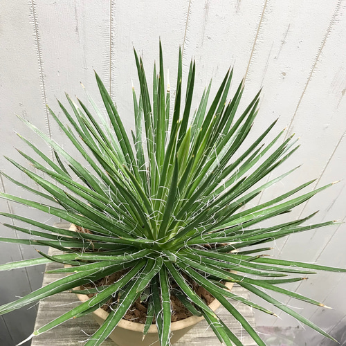 Agave geminiflora アガベ ジェミニフローラ テラコッタ その他
