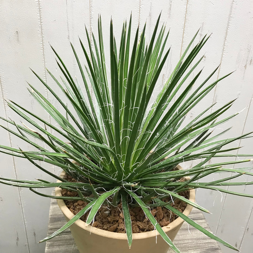 Agave geminiflora アガベ ジェミニフローラ テラコッタ その他