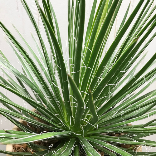 Agave geminiflora アガベ ジェミニフローラ テラコッタ その他