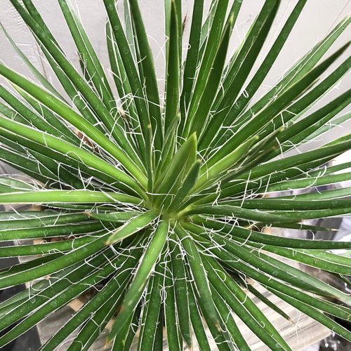 アガベ ジェミニフローラ 8号 Agave geminiflora アガベ・ゲミニフローラ（Agave geminiflora）の育て方