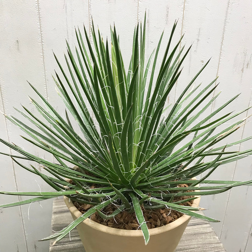 アガベ　ジェミニフローラ覆輪斑 アガベ ジェミニフローラ覆輪斑 アガベ♡ジェミニフローラ♡多肉植物