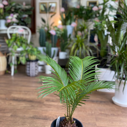 観葉植物】南洋蘇鉄 5号 送料無料 その他インテリア雑貨 花 千の草