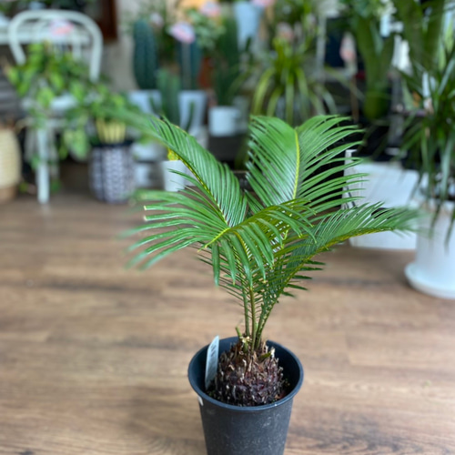 蘇轍　ソテツ　2m 真っ直ぐ伸びてます。 子株サービス　引き取り限定 蘇轍 ソテツ 2m 真っ直ぐ伸びてます。 子株サービス 引き取り