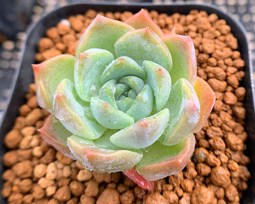 396.多肉植物 寄せ植え エケベリア属 モンローxヒアリナ 新品種