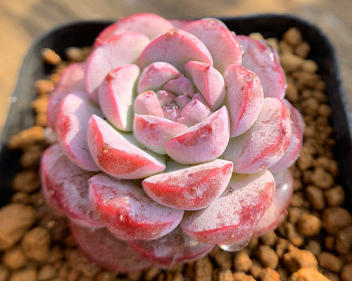 ෆ˚*感謝セールෆ˚* アメイジンググレイス 1苗 抜き苗 寄せ植え 多肉植物 ෆ˚*感謝セールෆ˚* アメイジンググレイス 1苗 抜き苗 寄せ植え